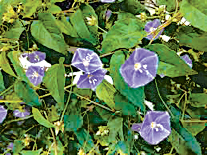 Garden Club of Cape Coral | Winter blooms in Southwest Florida